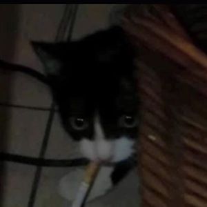 Meet your Posher, Amado